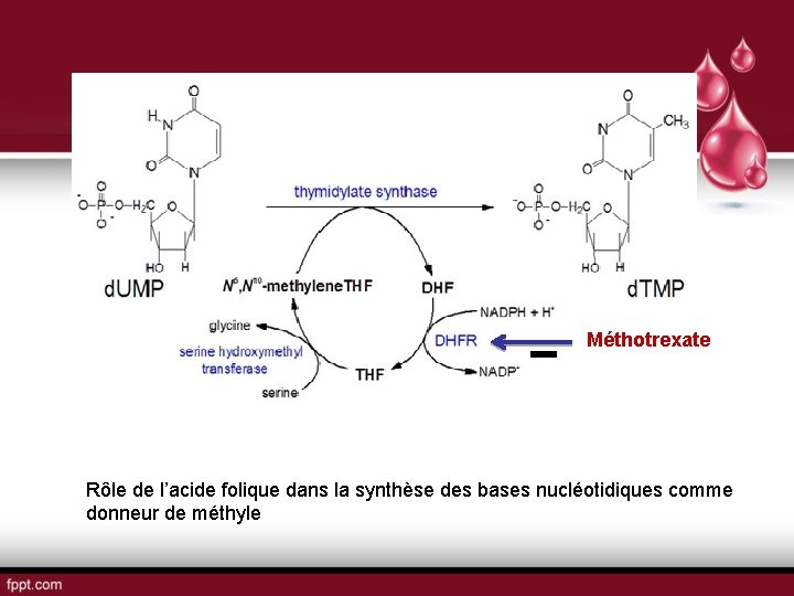 Méthotrexate Rôle de l’acide folique dans la synthèse des bases nucléotidiques comme donneur de