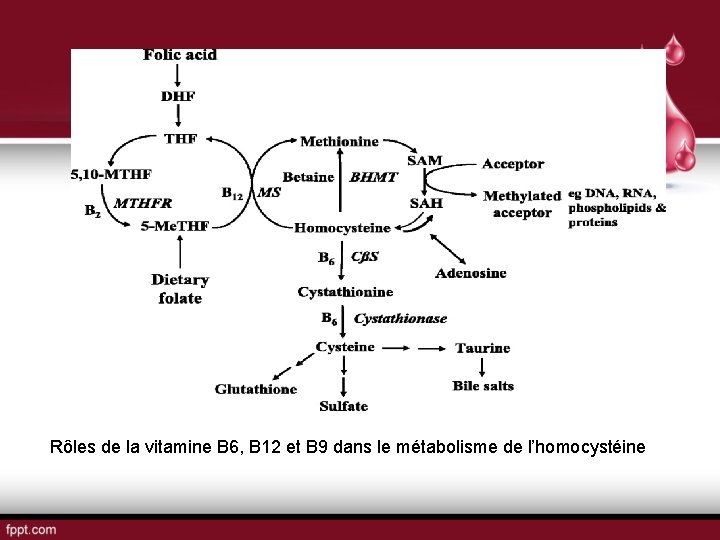Rôles de la vitamine B 6, B 12 et B 9 dans le métabolisme