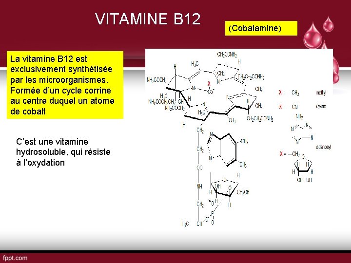 VITAMINE B 12 La vitamine B 12 est exclusivement synthétisée par les microorganismes. Formée