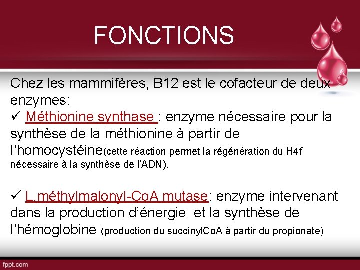 FONCTIONS Chez les mammifères, B 12 est le cofacteur de deux enzymes: ü Méthionine