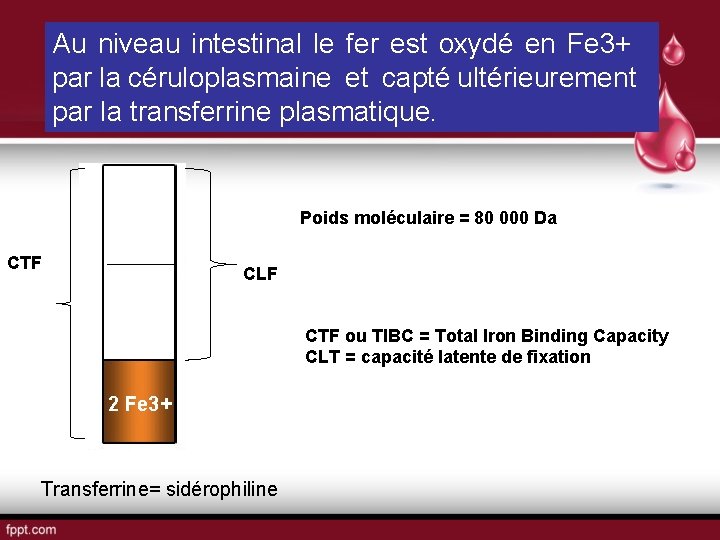 Au niveau intestinal le fer est oxydé en Fe 3+ par la céruloplasmaine et