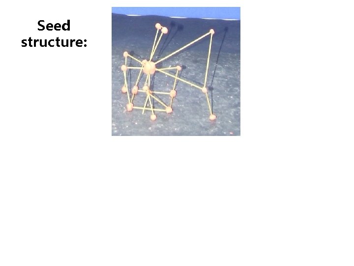 Seed structure: 