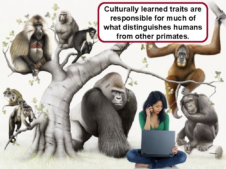 Culturally learned traits are responsible for much of what distinguishes humans from other primates.