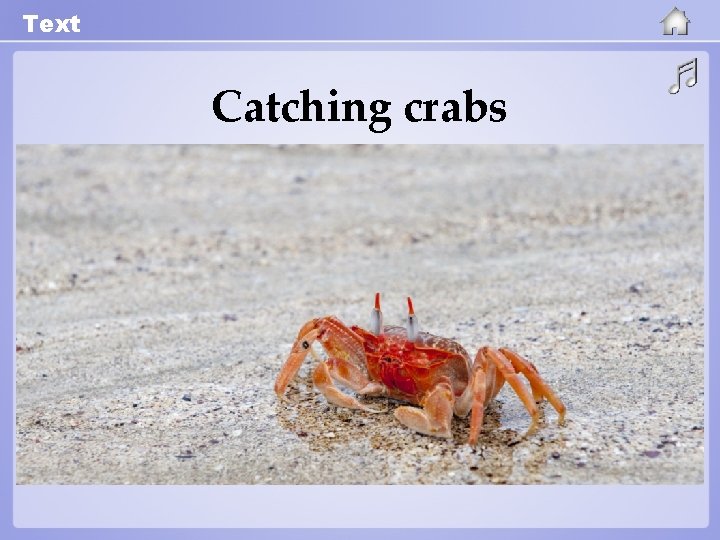 Text Catching crabs 