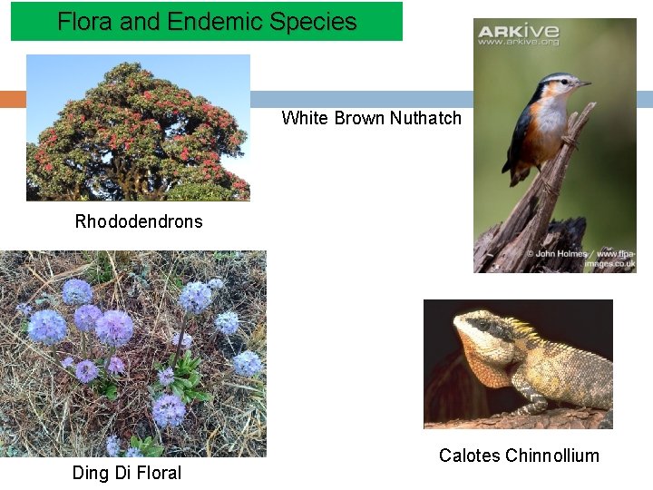 Flora and Endemic Species White Brown Nuthatch Rhododendrons Ding Di Floral Calotes Chinnollium 