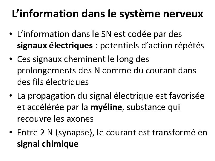 L’information dans le système nerveux • L’information dans le SN est codée par des