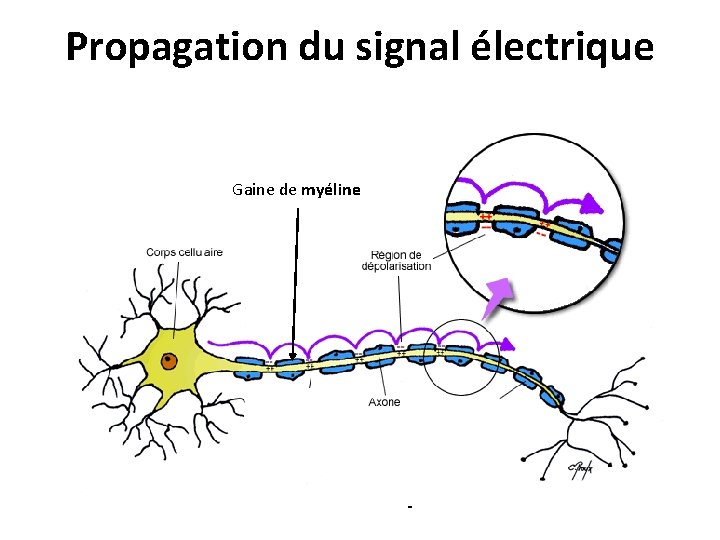 Propagation du signal électrique Gaine de myéline - 