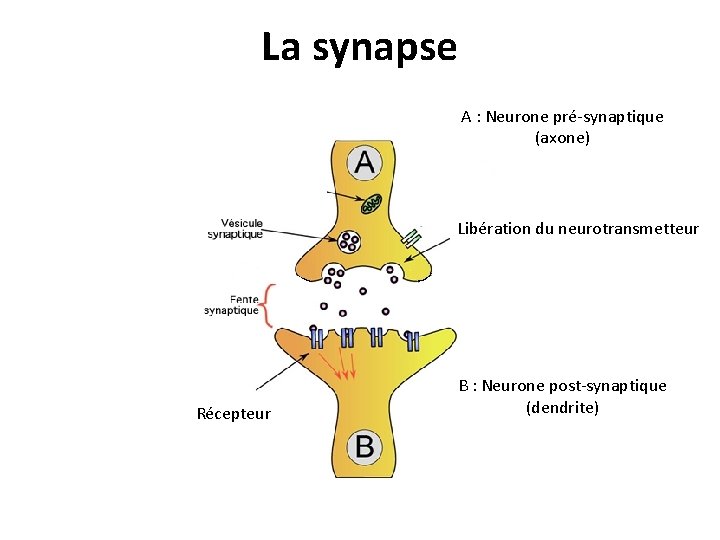 La synapse A : Neurone pré-synaptique (axone) Libération du neurotransmetteur Récepteur B : Neurone