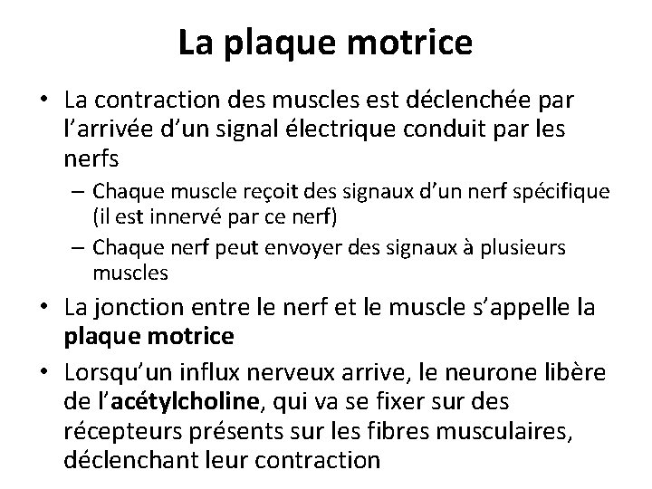 La plaque motrice • La contraction des muscles est déclenchée par l’arrivée d’un signal
