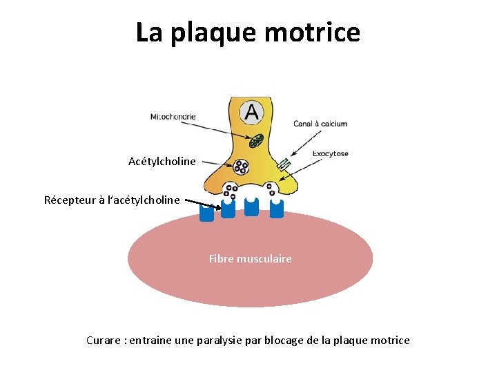La plaque motrice Acétylcholine Récepteur à l’acétylcholine Fibre musculaire Curare : entraine une paralysie