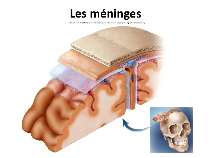 Les méninges 