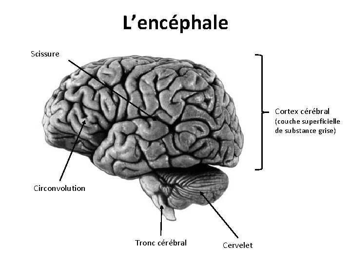 L’encéphale Scissure Cortex cérébral (couche superficielle de substance grise) Circonvolution Tronc cérébral Cervelet 
