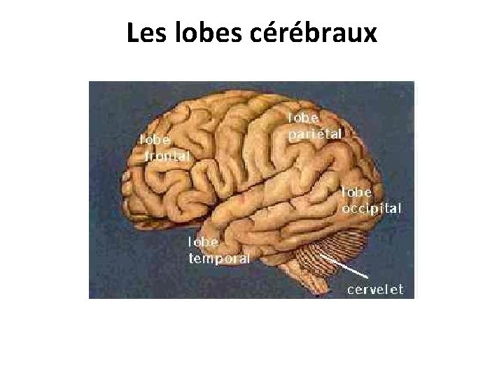 Les lobes cérébraux 