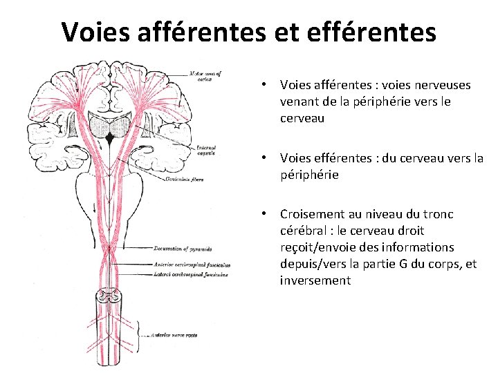 Voies afférentes et efférentes • Voies afférentes : voies nerveuses venant de la périphérie