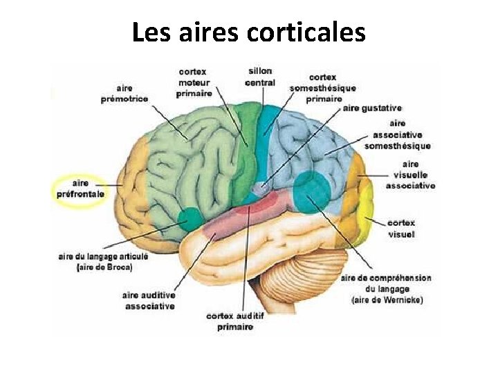 Les aires corticales 