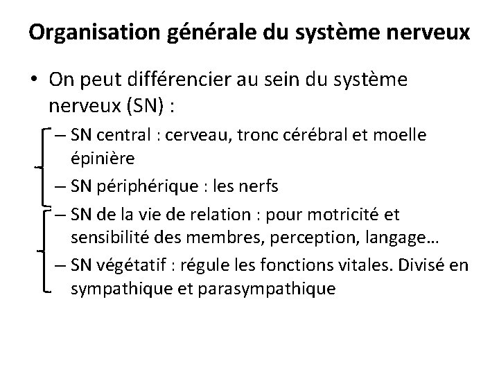 Organisation générale du système nerveux • On peut différencier au sein du système nerveux