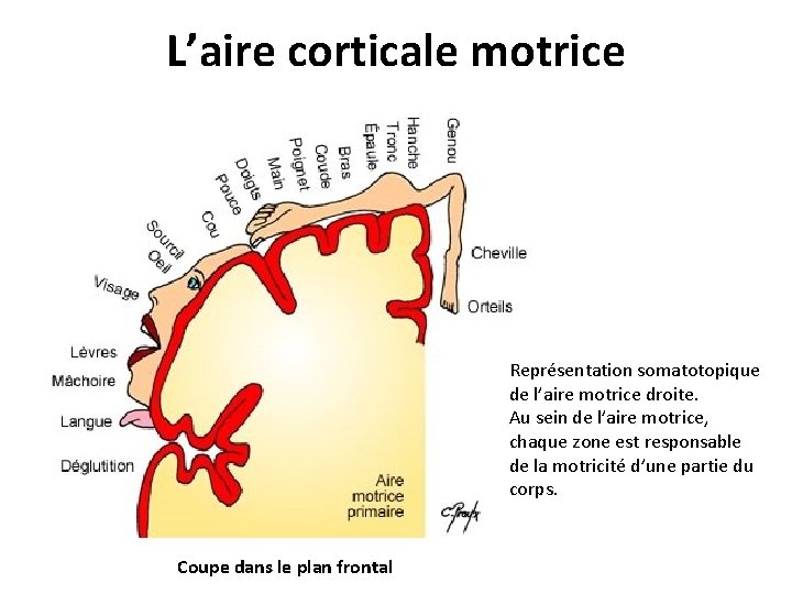 L’aire corticale motrice Représentation somatotopique de l’aire motrice droite. Au sein de l’aire motrice,