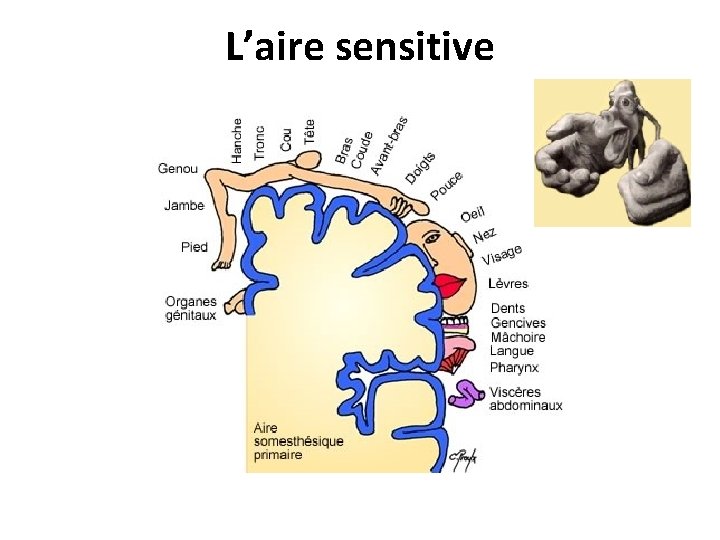 L’aire sensitive 