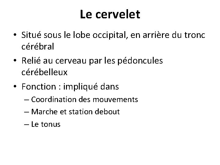 Le cervelet • Situé sous le lobe occipital, en arrière du tronc cérébral •