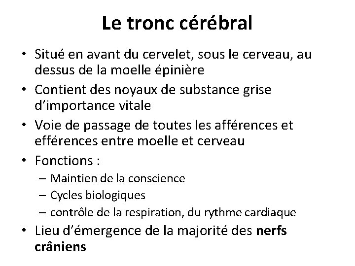 Le tronc cérébral • Situé en avant du cervelet, sous le cerveau, au dessus