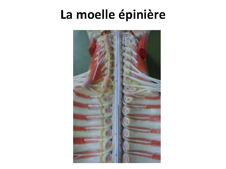 La moelle épinière 