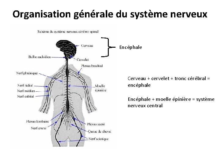 Organisation générale du système nerveux Encéphale Cerveau + cervelet + tronc cérébral = encéphale