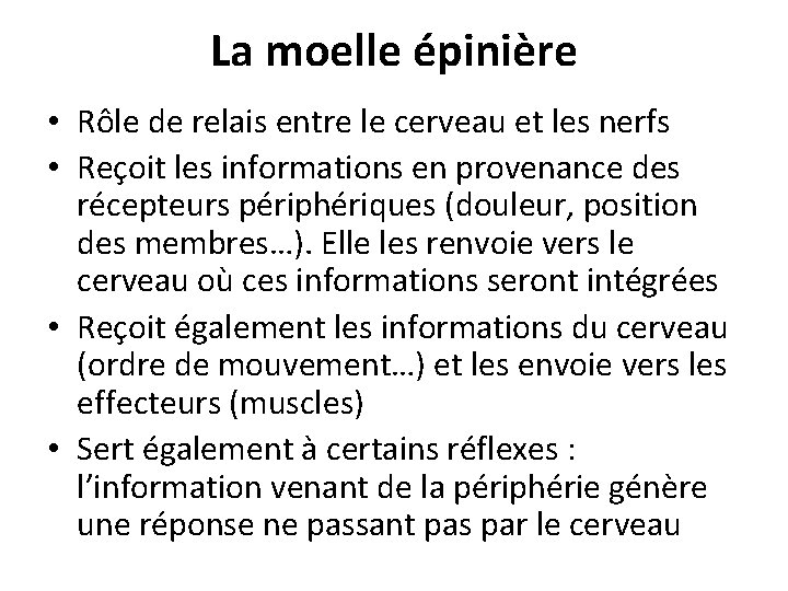 La moelle épinière • Rôle de relais entre le cerveau et les nerfs •