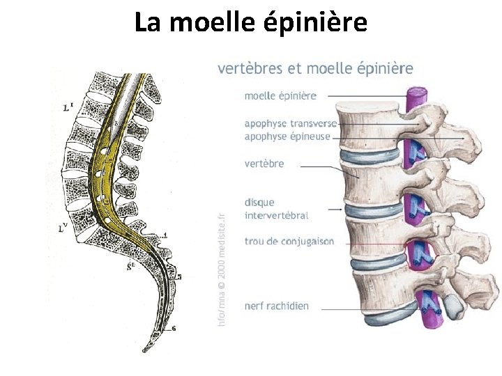 La moelle épinière 