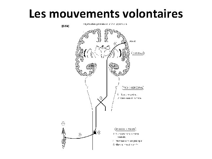 Les mouvements volontaires 