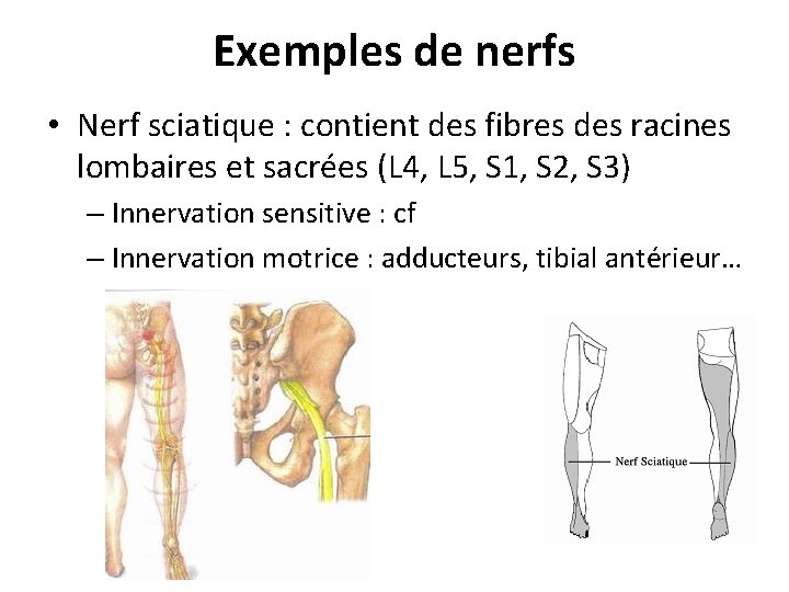 Exemples de nerfs • Nerf sciatique : contient des fibres des racines lombaires et