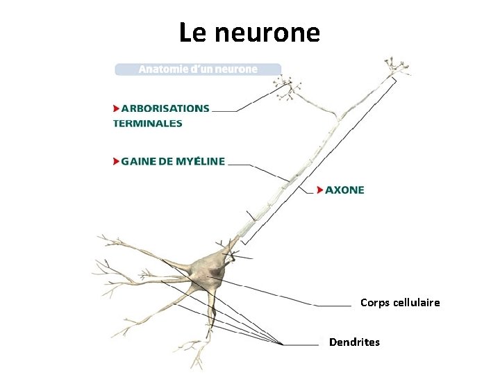 Le neurone Corps cellulaire Dendrites 