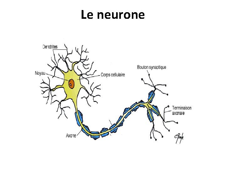 Le neurone 