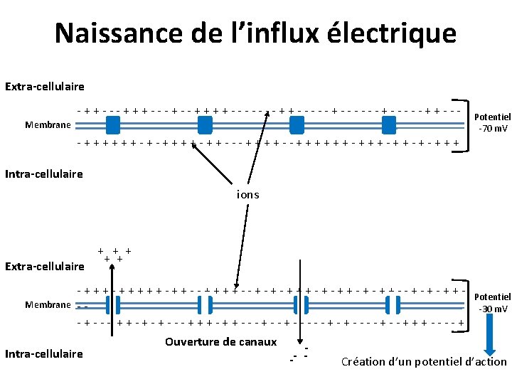 Naissance de l’influx électrique Extra-cellulaire - + + - - - + + -
