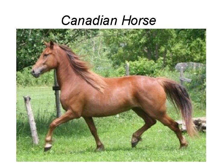 Canadian Horse 