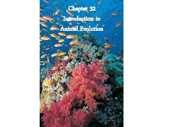 Chapter 32 Introduction to Animal Evolution Chapter 32 Introduction to Animal Evolution