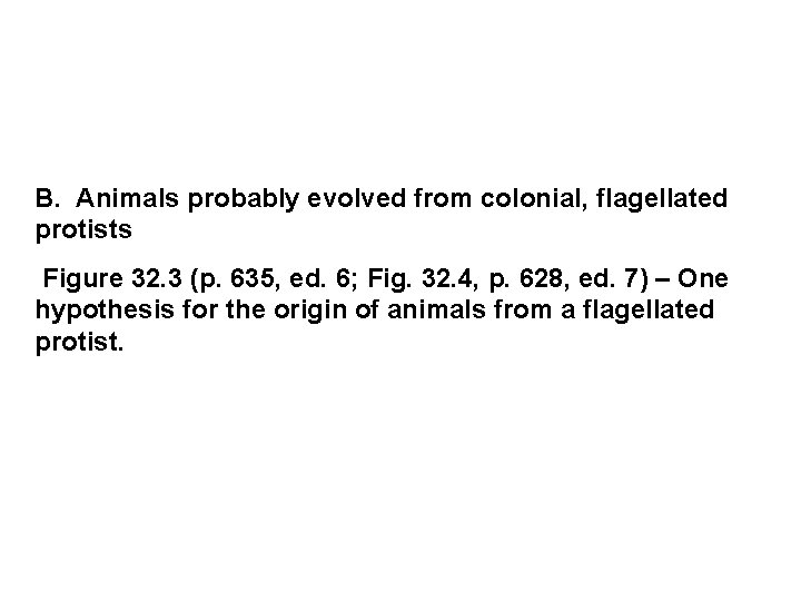 B. Animals probably evolved from colonial, flagellated protists Figure 32. 3 (p. 635, ed. B. Animals probably evolved from colonial, flagellated protists Figure 32. 3 (p. 635, ed.