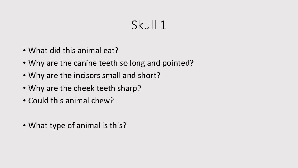 Skull 1 • What did this animal eat? • Why are the canine teeth