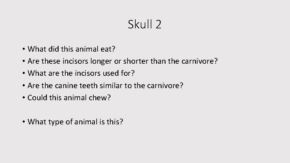 Skull 2 • What did this animal eat? • Are these incisors longer or