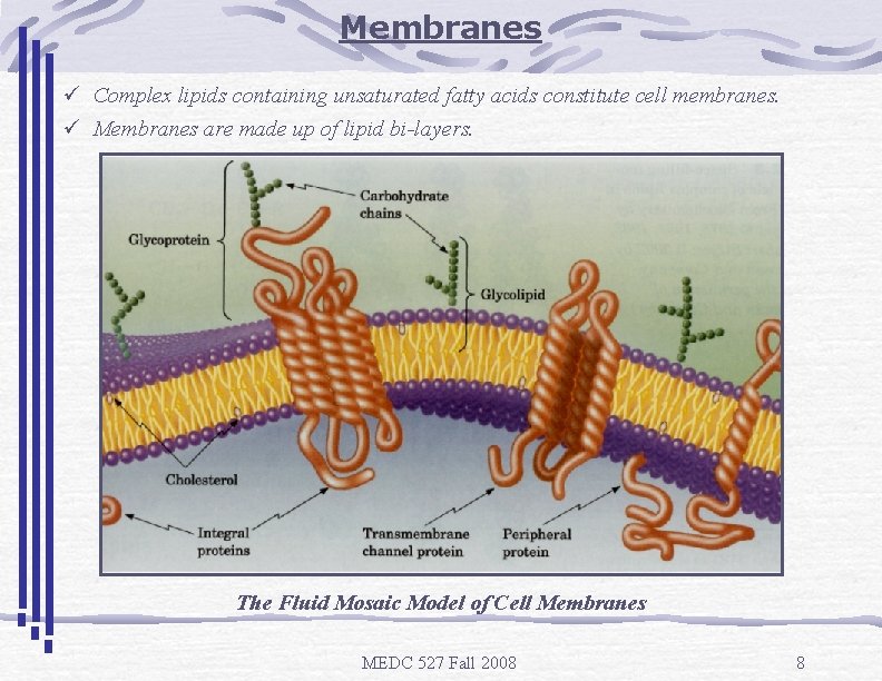 Membranes ü Complex lipids containing unsaturated fatty acids constitute cell membranes. ü Membranes are