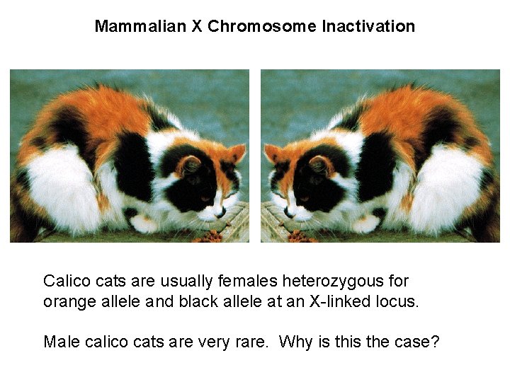 Mammalian X Chromosome Inactivation Calico cats are usually females heterozygous for orange allele and