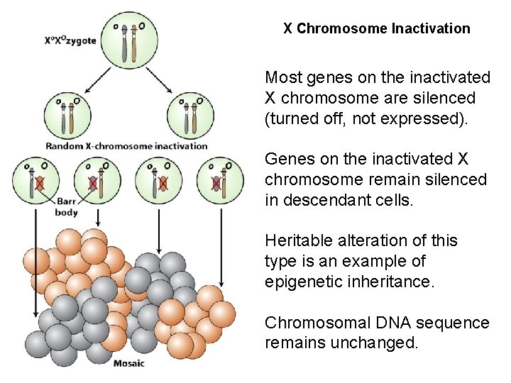 X Chromosome Inactivation Most genes on the inactivated X chromosome are silenced (turned off,