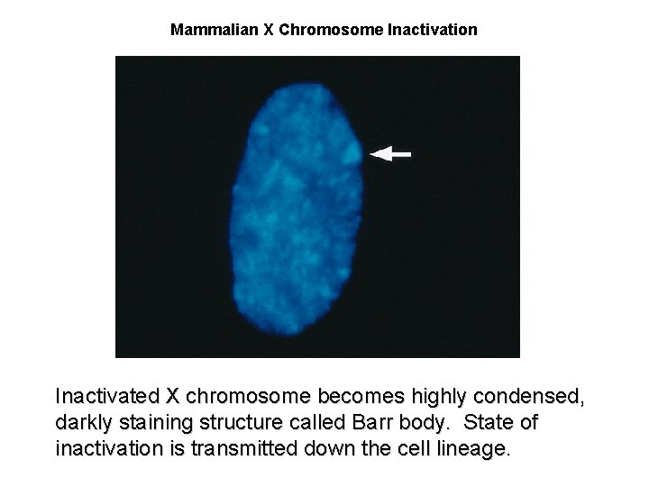 Mammalian X Chromosome Inactivation Inactivated X chromosome becomes highly condensed, darkly staining structure called