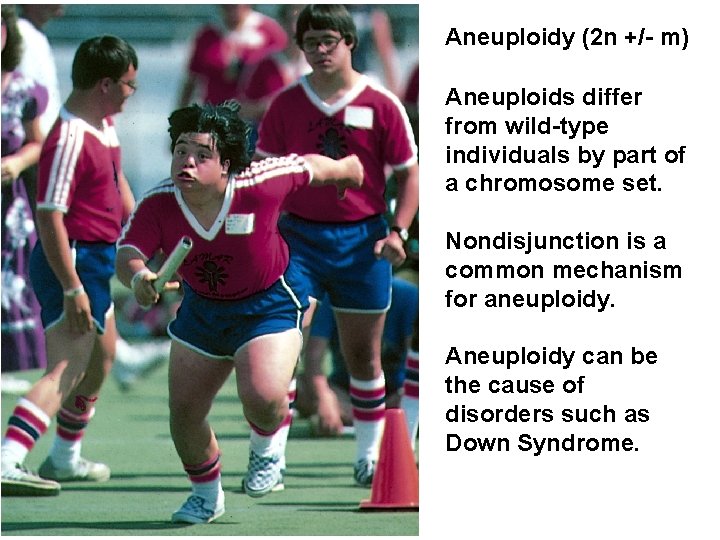 Aneuploidy (2 n +/- m) Aneuploids differ from wild-type individuals by part of a