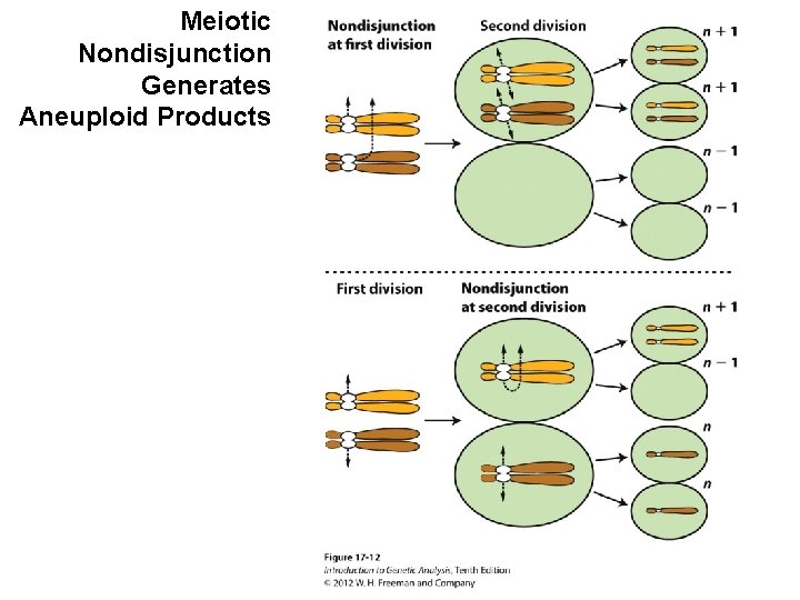 Meiotic Nondisjunction Generates Aneuploid Products 