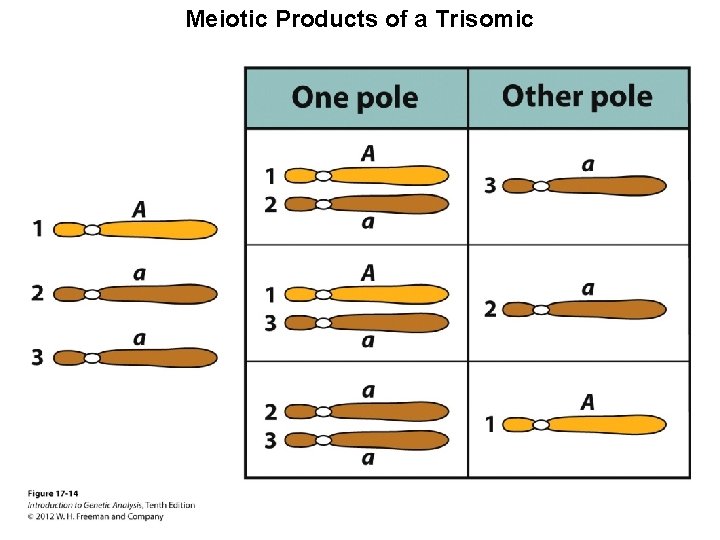 Meiotic Products of a Trisomic 