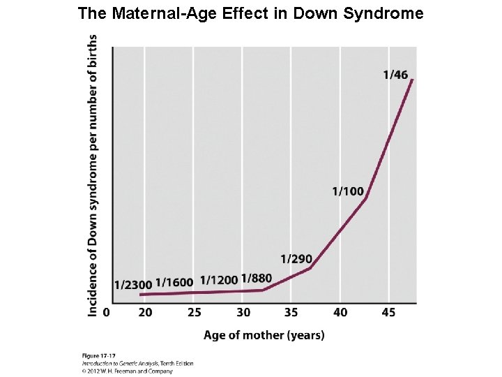 The Maternal-Age Effect in Down Syndrome 