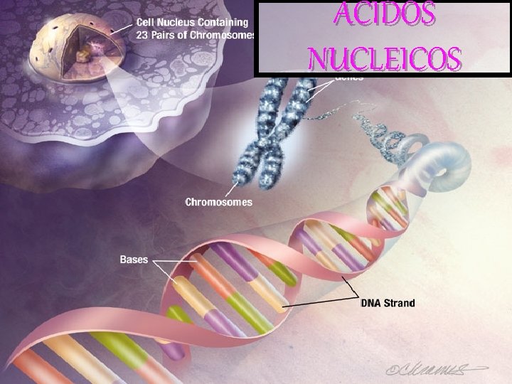 ÁCIDOS NUCLEICOS 