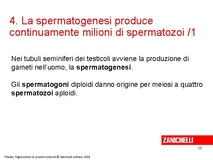4. La spermatogenesi produce continuamente milioni di spermatozoi /1 Nei tubuli seminiferi dei testicoli 4. La spermatogenesi produce continuamente milioni di spermatozoi /1 Nei tubuli seminiferi dei testicoli