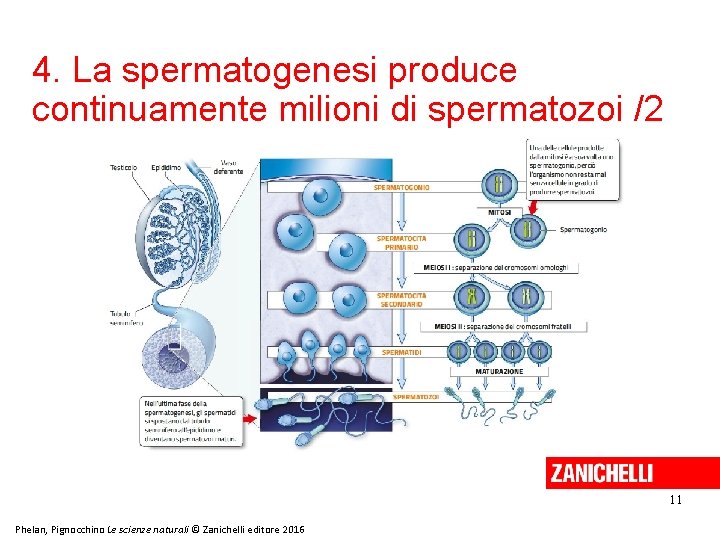 4. La spermatogenesi produce continuamente milioni di spermatozoi /2 11 Phelan, Pignocchino Le scienze 4. La spermatogenesi produce continuamente milioni di spermatozoi /2 11 Phelan, Pignocchino Le scienze