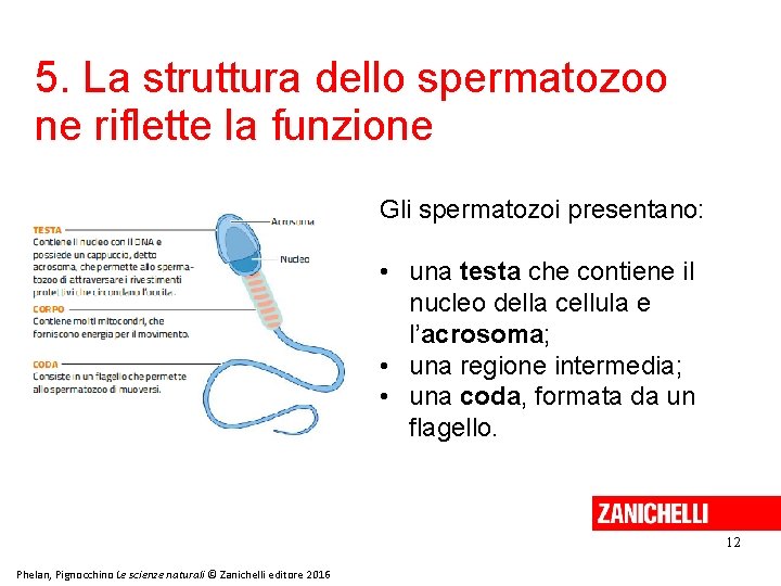 5. La struttura dello spermatozoo ne riflette la funzione Gli spermatozoi presentano: • una 5. La struttura dello spermatozoo ne riflette la funzione Gli spermatozoi presentano: • una